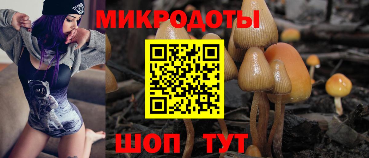 Псилоцибиновые грибы Psilocybe Камышлов